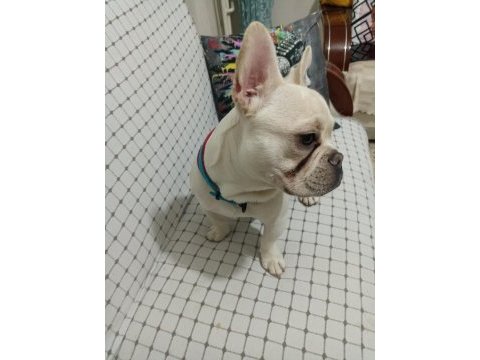 French bulldog 8 aylık erkek aşıları tam eve uyumlu