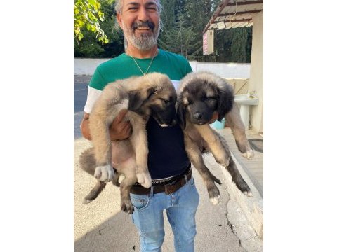 Üst düzey kaliteli karabaş yavruları 2dişi