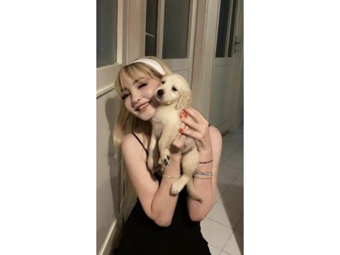 Safkan english creamy golden retriever