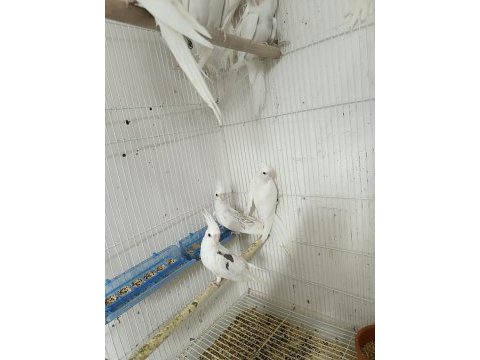 Heavy sultan papağanı yavru