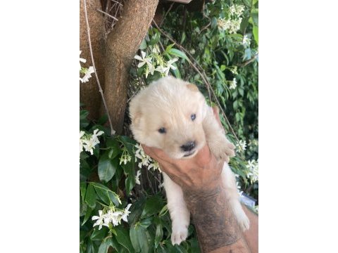 Ayıcık chow chow köpekler