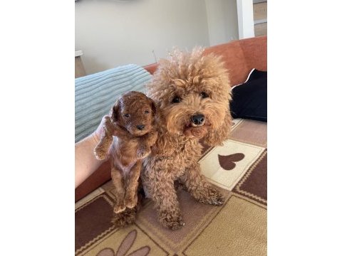 Aşılı red brown toy poodle