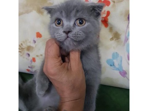 Safkan minnoş oğlumuz scottish fold