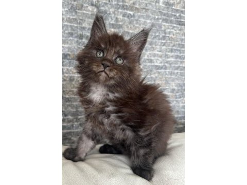 Maine coon al-satçılara ve aracılara dikkat