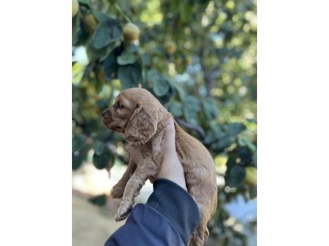 Çok güzel cocker köpekler sütten yeni kesildi