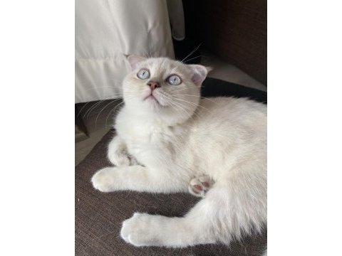 Silver scottish fold