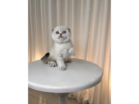 Scottish fold yavrumuz