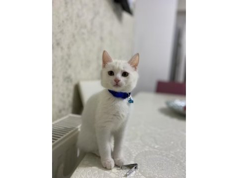 Cins ankara kedisi