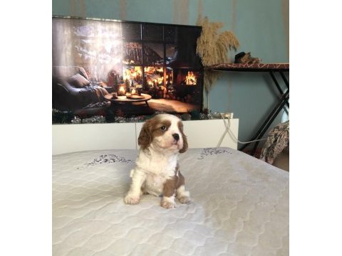 A kalite ırk ve sağlık garantili cavalier king charles