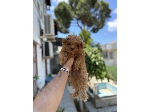 Orjinal maltipoo yavruları
