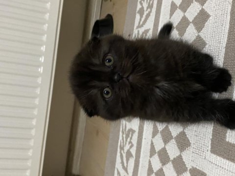 1 buçuk aylık scottish fold kedimizin yavrusu