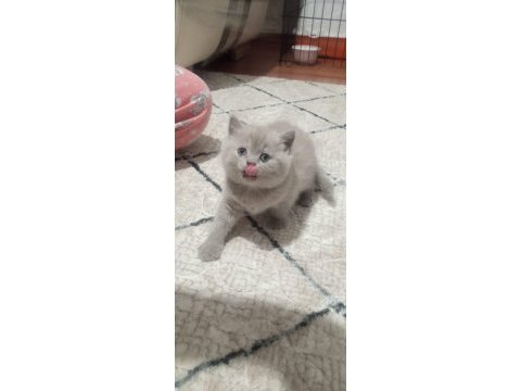 Lilac renk british shorthair yavrular