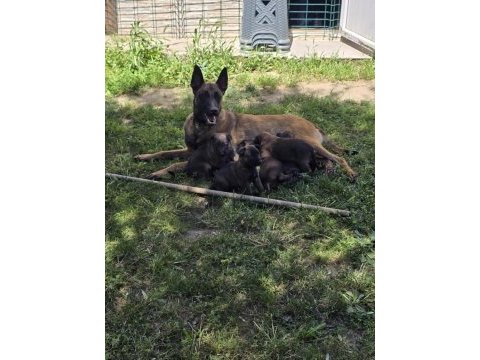 Belçika malinois üst kalite erkek dişi yavrularımız