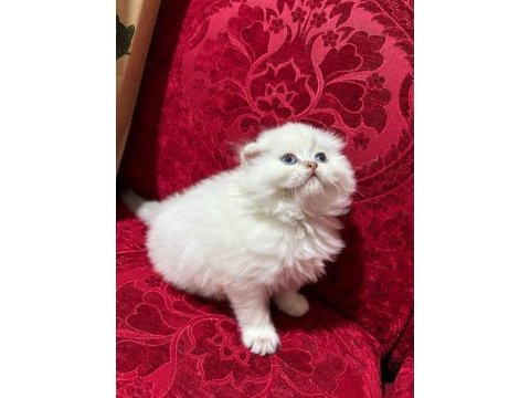 Safkan ırk sağlık garantili british longhair
