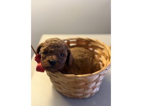 Poodle sağlıklı yavrularım
