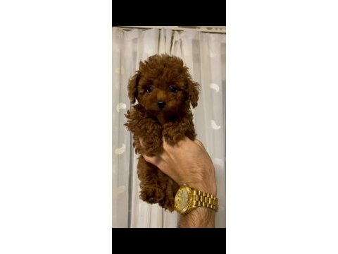 Poodle kalitesinde maltipoo