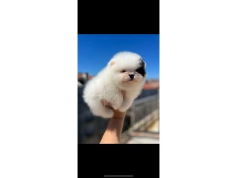 Minik pomeranian dostumuz