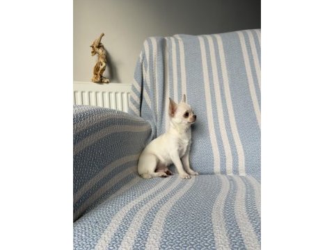 6 aylık micro-teacup şivava mükemmel dişiler