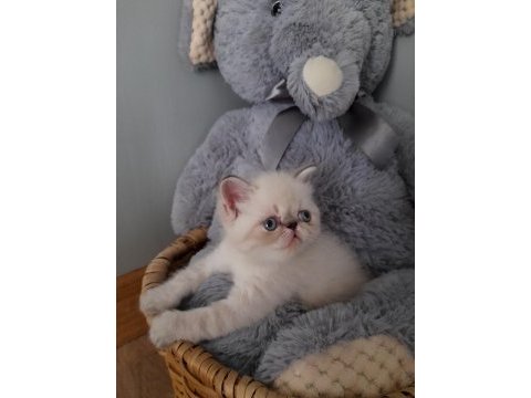 Exotic shorthair dişi ve erkek yavrular