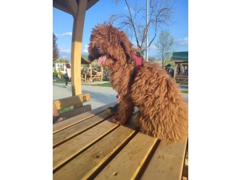 2.5 yaşında dişi poodle