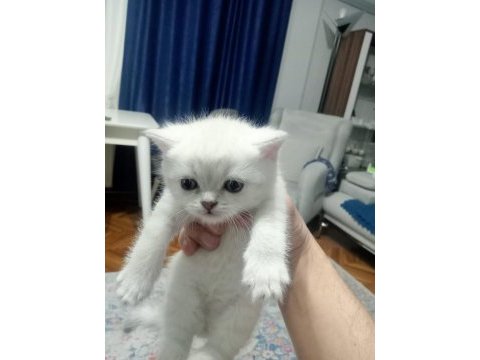 British blue point yavrular