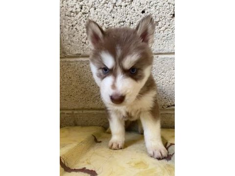 Husky yavrular dişi erkek