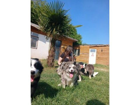 Border collie yavrularımız