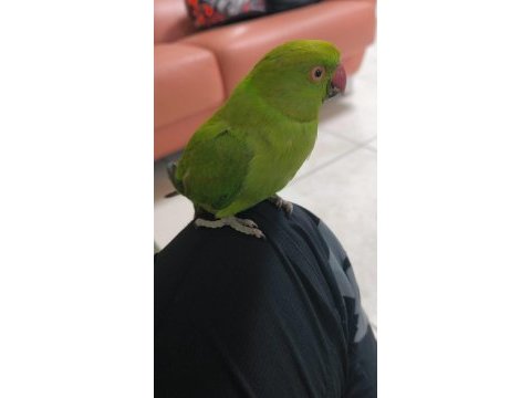 Pakistan papağanlarımız