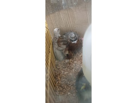 Cüce bıldırcın egzotik evcil kuş