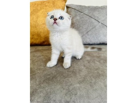Saf kan ayı surat scottish fold kızım