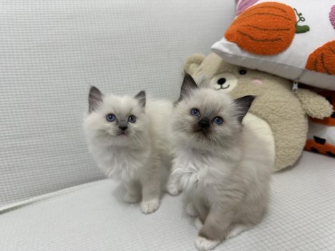 Safkan scrli anne-babadan ragdoll yavrular