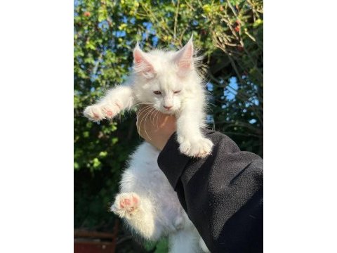Saf kan xl beyaz aslan maine coon yavruları
