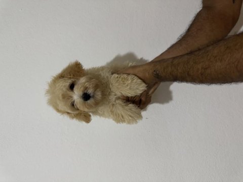 2 aylık yakışıklı maltipoo oğlumuz