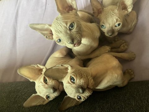 Oyuncu sfenks yavruları