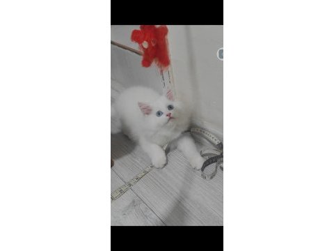 British longhair kedisi
