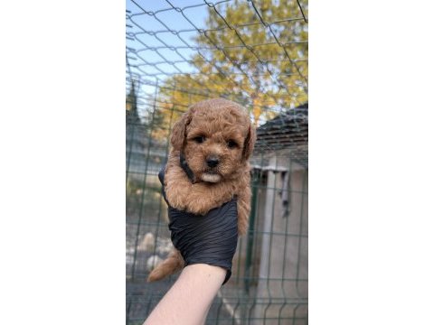 Poodle yavrumuz yeni yuvasını arıyor