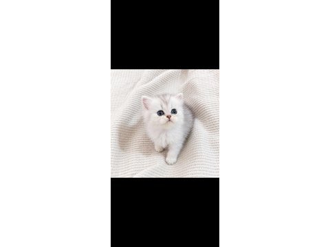 British longhair sağlıklı yavru