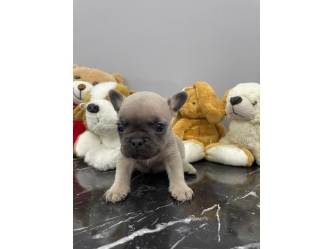 Üst düzey kalitede fluffy taşıyıcı bebekler