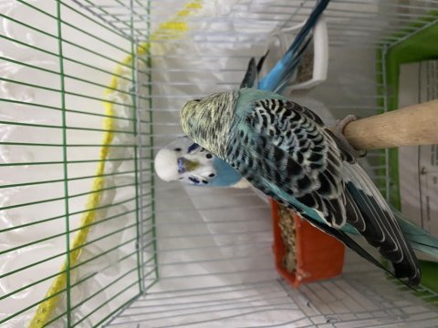 Çift muhabbet kuşumuz