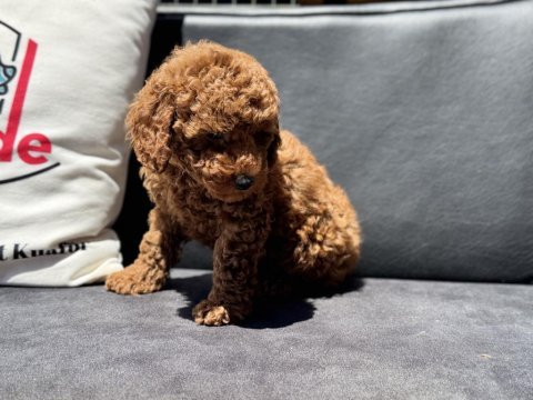 Petmode köpek çiftliğinde ziyarete açık toy poodle