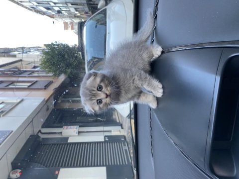 1 aylık scottish fold miayı sahiplendirmek istiyorum
