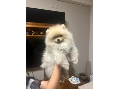 Pomeranian dişi 2,5 aylık