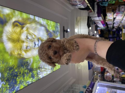 Güzel maltipoo bebekler