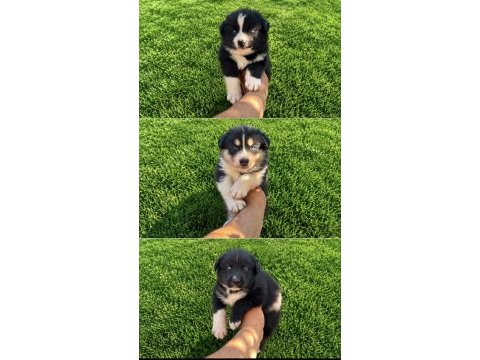 Safkan a kalite border collie yavruları