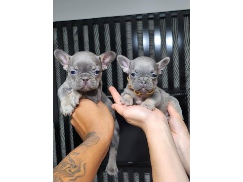 Lilac tan french bulldog dişi yavru micro boy exotic
