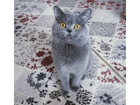 British shorthair erkek oğlumuza dişi arıyoruz