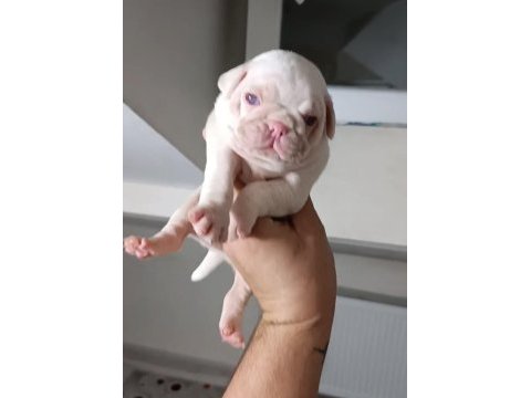 Egzotik pink taşıyıcı pug yavrular garantilidir