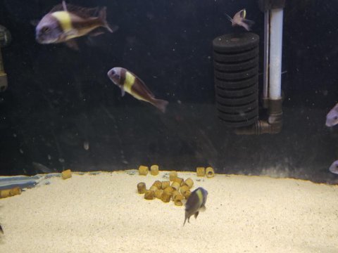 13 erkek maswa tropheus