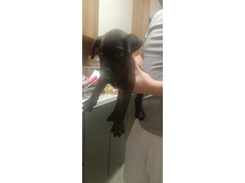 2 aylık acil cane corso