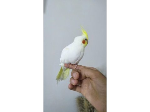 3 aylık sultan papağanı sağlıklı lutino tür